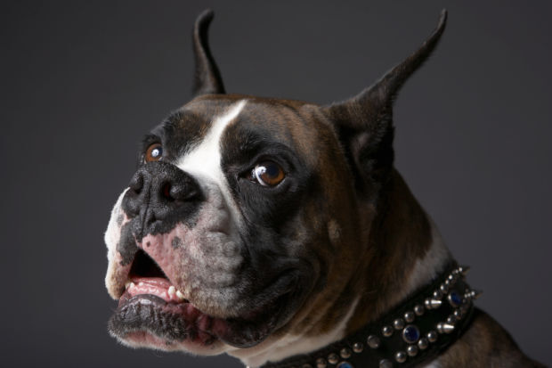8. Boxer
